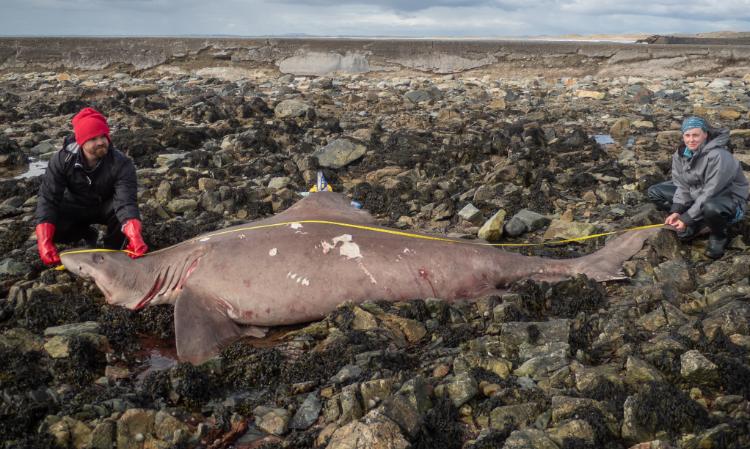 Drs Nicholas Payne and Jenny Bortoluzzi measure the shark on a rocky Wexford coast.