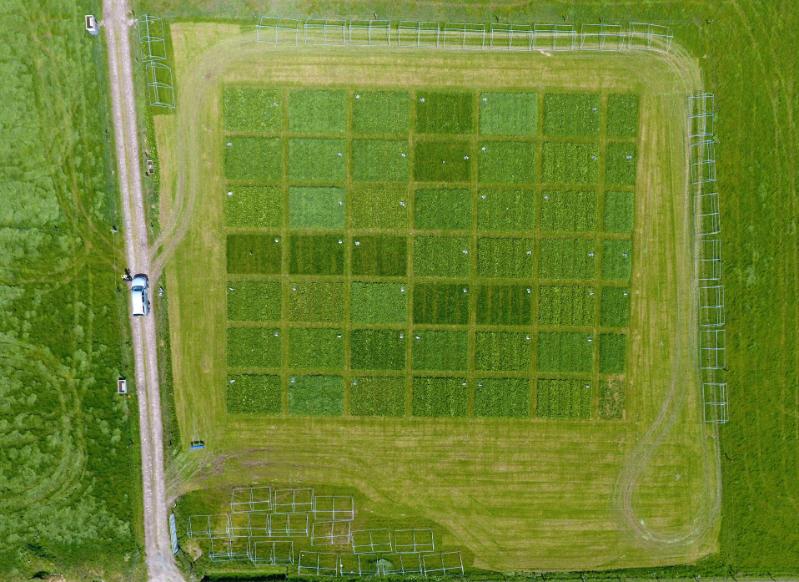 ground view of the plots from the first LegacyNet experiment, located at Teagasc, Johnstown Castle, Co Wexford, Ireland. Credit: John Finn.