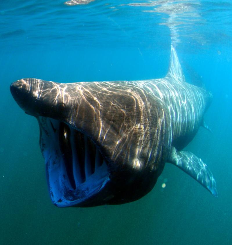 A basking shark swims with its mouth wide open, filter feeding. Photo Credit: Greg Skomal.
