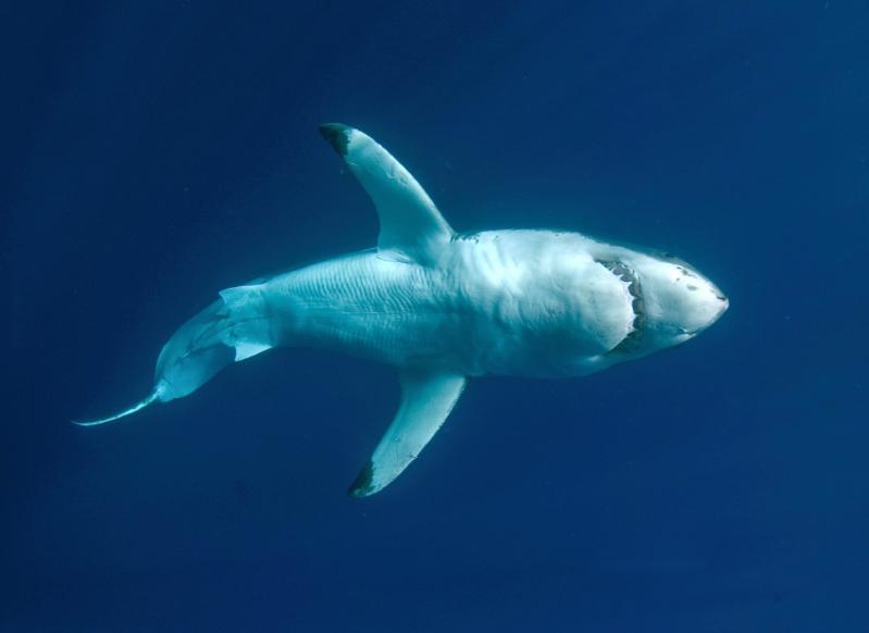 A Great White Shark from below, cruising the shallow seas. Photo credit: Andrew Fox.