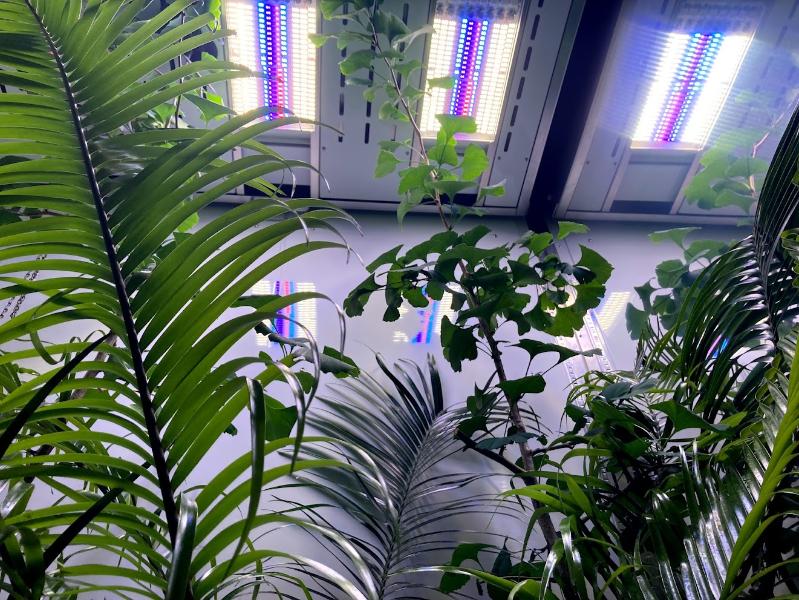 Inside the Variable Atmospheric and Light laboratory, with ferns lit up by LEDs.