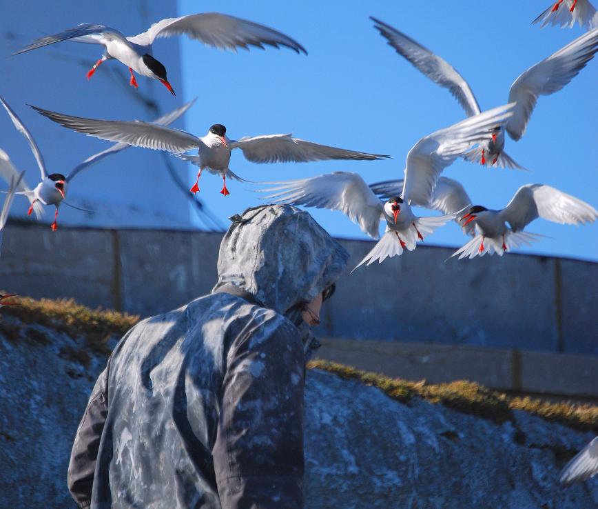 Birds (tern) flock above a man wearing a coat, covered in droppings
