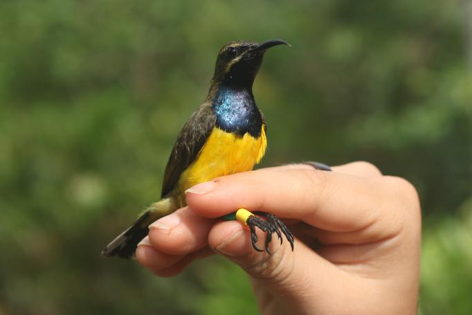 A male Olive Backed Sunbird, with beautiful green back, yellow belly and bright light blue throat