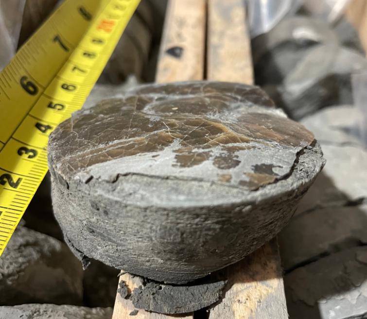 A core sample of ~201 million year old sediments obtained from the Carnduff-2 core, drilled in the Larne Basin (Northern Ireland), showing the shell of an animal that lived on the seabed shortly after the Triassic–Jurassic global mass extinction.