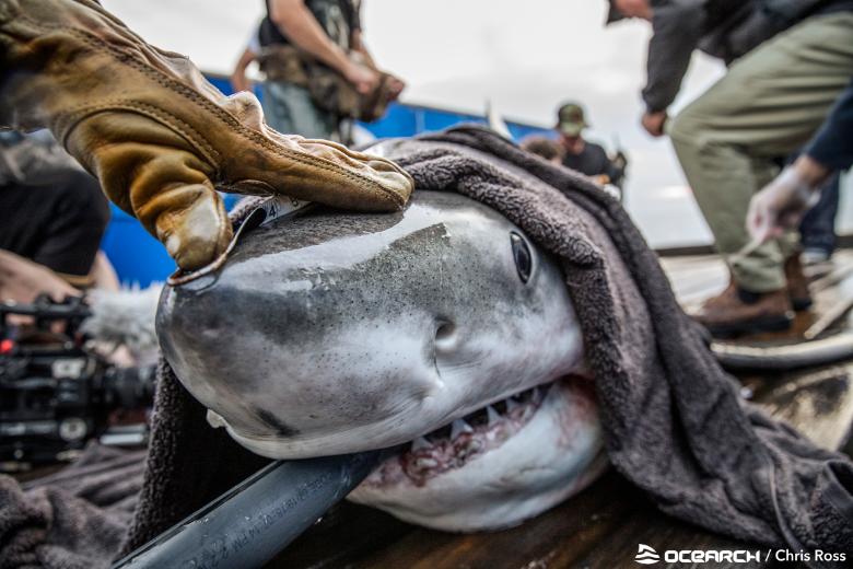 Researchers collect data from a white shark, with the animal's welfare a key consideration. Image credit OCEARCH, Chris Ross.