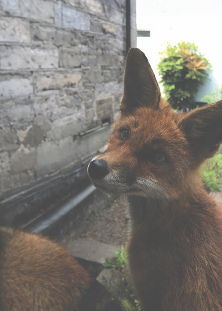 Sam the fox, looking casually at the camera in the Provost garden