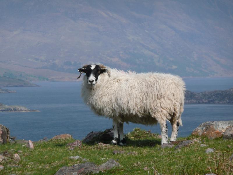 Scottish Blackface from Applecross, Scotland - a common sheep breed of the British Isles. This breed is represented in the panel of modern reference genomes. Photo by J. Peters