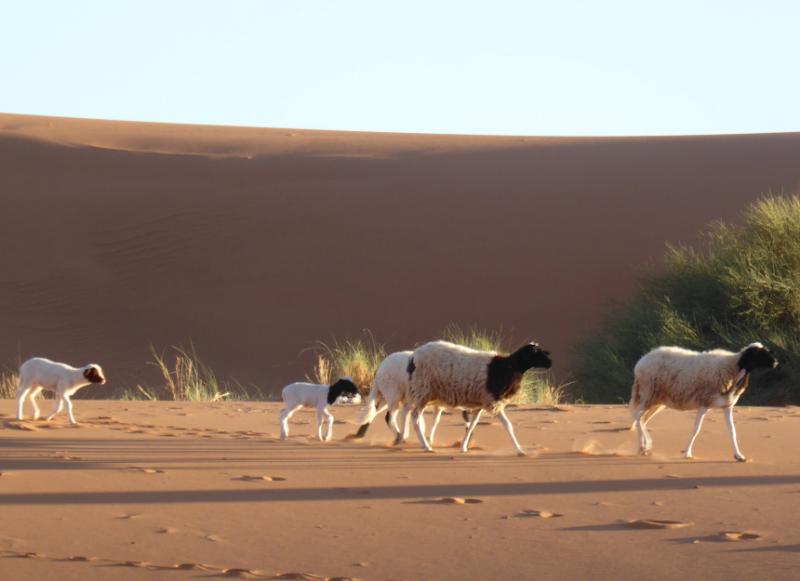 Sheep in arid landscape, southeastern Morocco. Photo by J. Peters, LMU_SNSB.