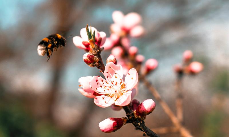A bumble bee pollinating a bright pink flower
