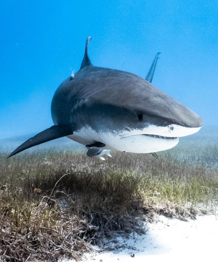 A huge tiger shark patrolling the seagrass meadows of The Bahamas