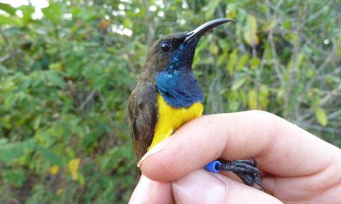A male Wakatobi Sunbird with brown back, yellow stomach and beautiful blue throat