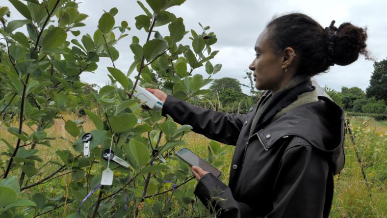 Tina Monterio, a researcher on the Witness Trees project, collects data from a tree in the National Botanic Garden,