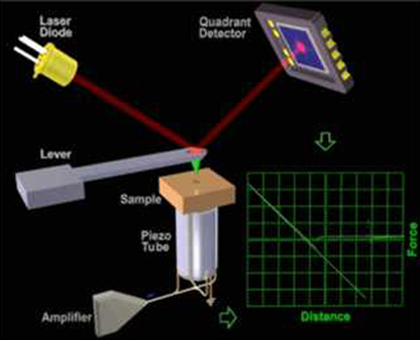 Scanning Force Microscopy
