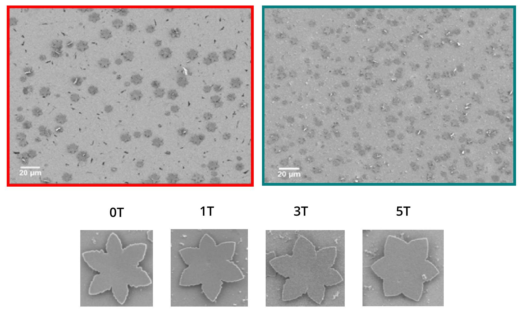 6 images showing Zinc crystallites grown on a PANI-covered electrode