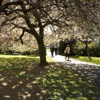 Campus trees