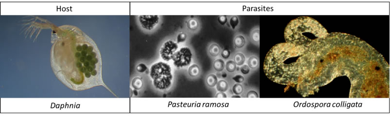 Daphnia and their parasites