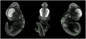 3-D computer reconstruction of a TS 19 mouse embryo