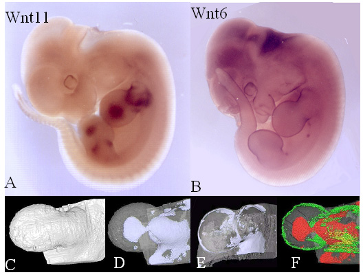 developing embryos at a stage when the shape of the limbs is being determined