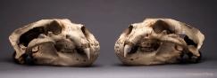 Two Cat Skulls