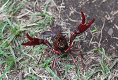 Invasive species