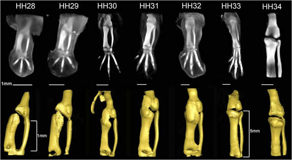 Knee Joint 3D OPT