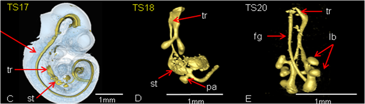 Morphogenesis of the developing mouse lung