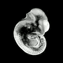 Mouse embryo
