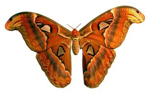 Museum Butterfly