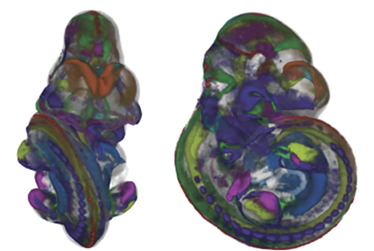 3D mapping of multiple Wnt gene expression patterns at embryonic stage TS17