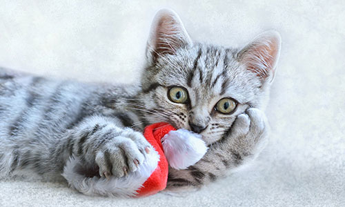News cat