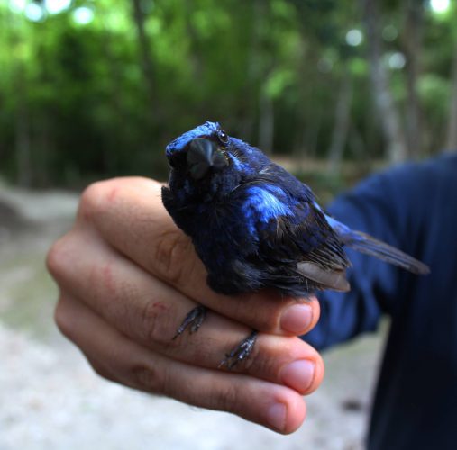 This blue bunting provides another beautiful example of the bird life in tropical Mexico.