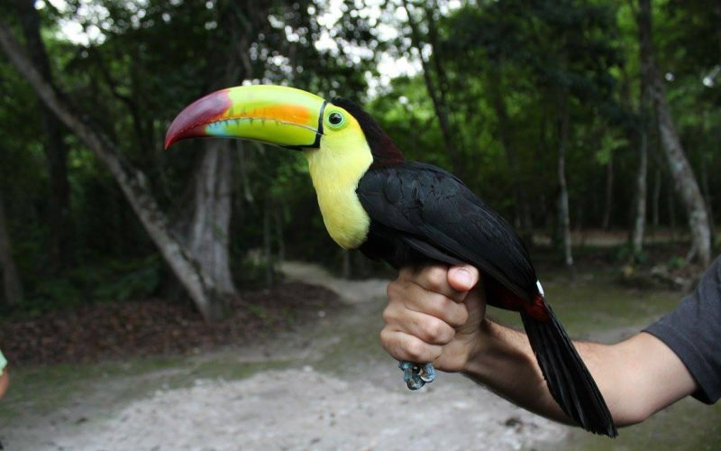 A keel billed toucan was one of the species monitored by Lyndsay in Mexico. Image: Lyndsay Walsh.