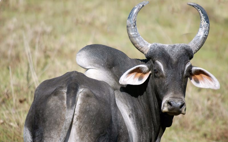 One modern-day zebu variant. Image: Denis Doukhan, Pixabay.