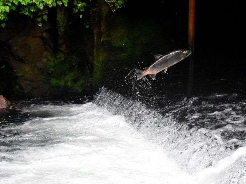 For salmon, the likelihood of dying increases greatly when they are young and when they seek to reproduce.