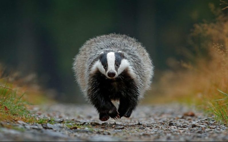 Dispersal is when a badger “moves house” e.g. it goes from living with one social group to living with an entirely different social group in a new location.