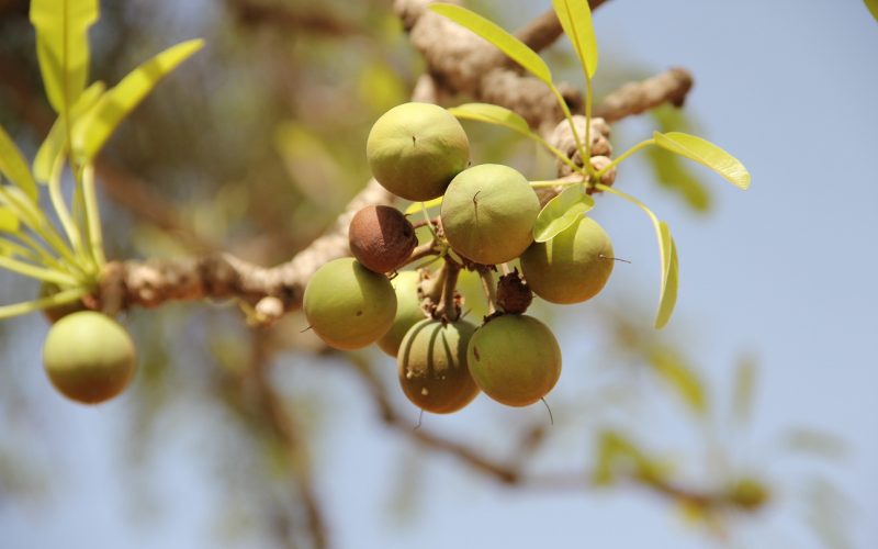 Plant diversity makes West Africa’s shea trees bear more fruit
