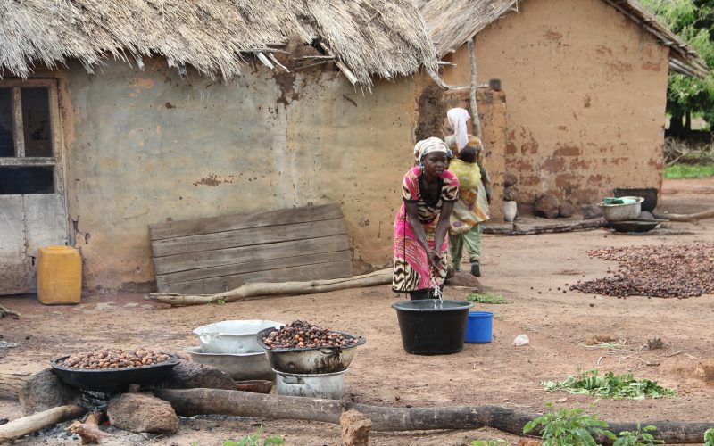 Shea is an important agroforestry crop providing fruit near the end of the dry season; the nuts are processed into a nutritious butter that helps sustain an estimated 80 million people, as well as providing an income from local and global trade.