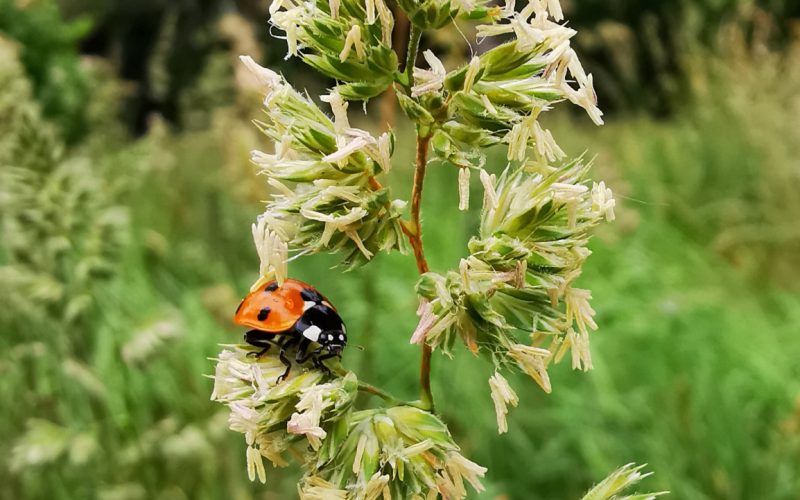 A seven-spot ladybird (Coccinella septempunctata) on cocksfoot grass (Dactylis glomerata) flowers. Photo: Dr Aoibheann Gaughran.
