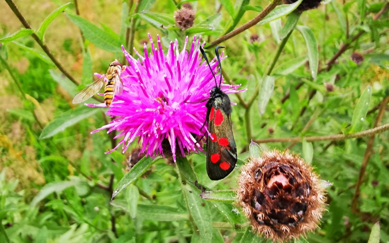 A six-spot burnet moth (Zygaena filipendulae) and marmalade hoverfly (Episyrphus balteatus) feeding on knapweed (Centaurea nigra) in the semi-natural grasslands of The Arboretum. Photo: Dr Aoibheann Gaughran.