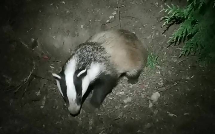 A badger (Meles meles) emerging from its sett along The Queen's Walk. Photo: Dr Aoibheann Gaughran.