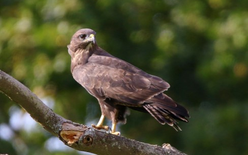 GALLERY: Trinity ecologists reveal biodiversity of Áras an Uachtaráin