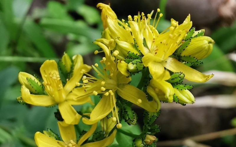 A Hairy St John’s Wort (Hypericum hirsutum) plant, which is rare in Ireland. Photo: Dr Aoibheann Gaughran.