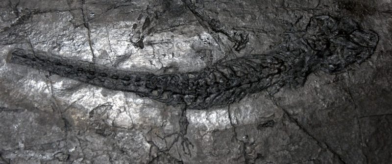 Keraterpeton galvani [amphibian] (Jarrow).