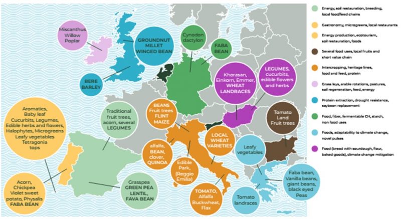 The project will aim to showcase a network of agrobiodiversity farms across Europe, where best practices in land management and smart marketing are embedded to promote improved agronomy and breeding that capitalises on native biodiversity.
