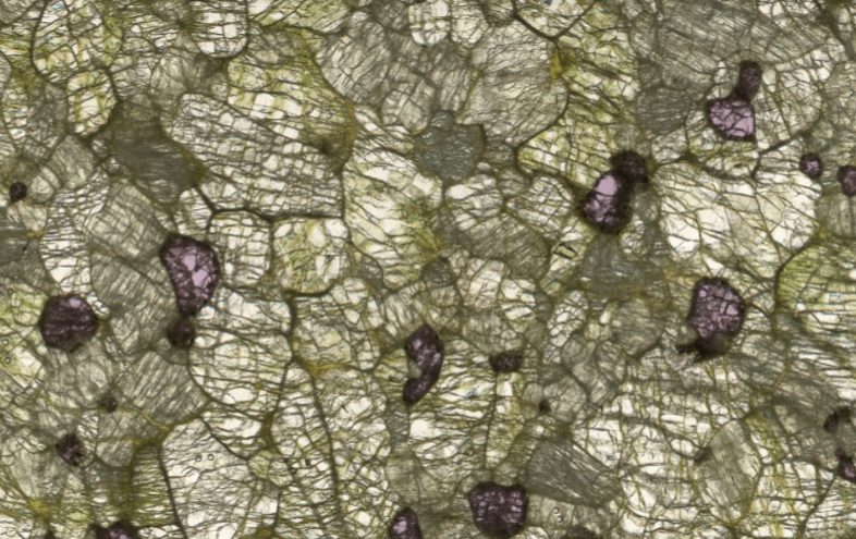 A transmitted light view through a 200-micron section of a peridotite sample, showing the three main minerals – olivine (clear-green), orthopyroxene (grey-green) and garnet (pink). Credit: Dr Emma Tomlinson, Trinity College Dublin.