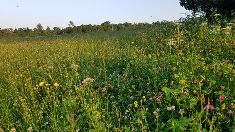 The second phase of the All-Ireland Pollinator Plan will create greater engagement than ever with mutliple stakeholders to protect our bees and our wider biodiversity.