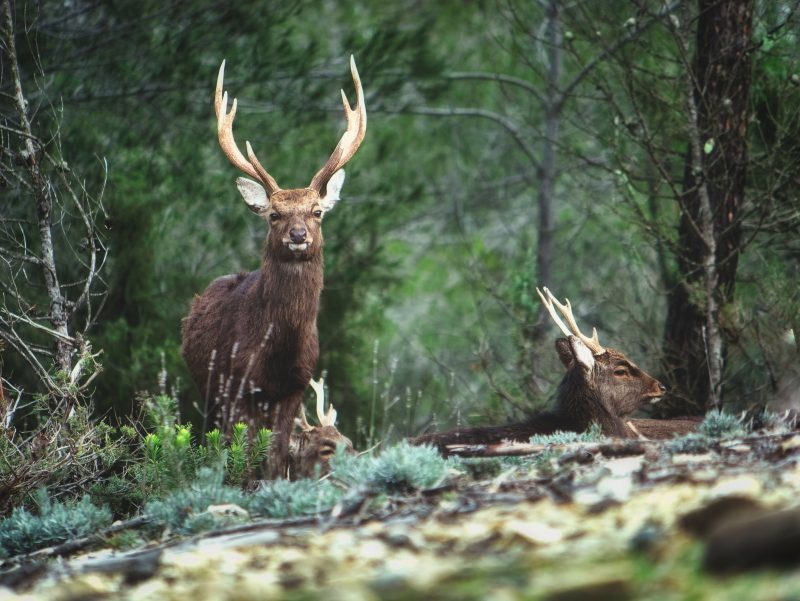 The number of deer in Ireland has been rising steadily during the 21st century, and studies in Europe and the USA have shown that deer, at higher densities, can sustain TB in their herds. Indeed, recent research has identified Sika deer in County Wicklow as one such maintenance host of TB. 