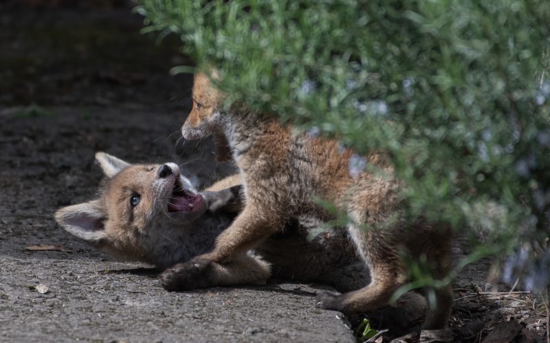 Two of Sam's cubs on Trinity's campus.