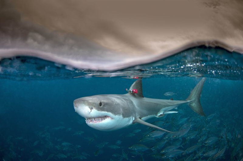 A white shark (Carcharodon carcharias) swimming at the surface with a biologging package attached to dorsal fin. This package records temperature, swimming speed, depth, body movement and video footage. Image credit: Andrew Fox. 