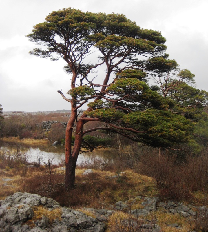 Scots pine is an ecologically important tree species in Ireland. The new research findings mean that native Irish stock can now be planted in conservation programmes. Image credit: Colin Kelleher, National Botanic Gardens.